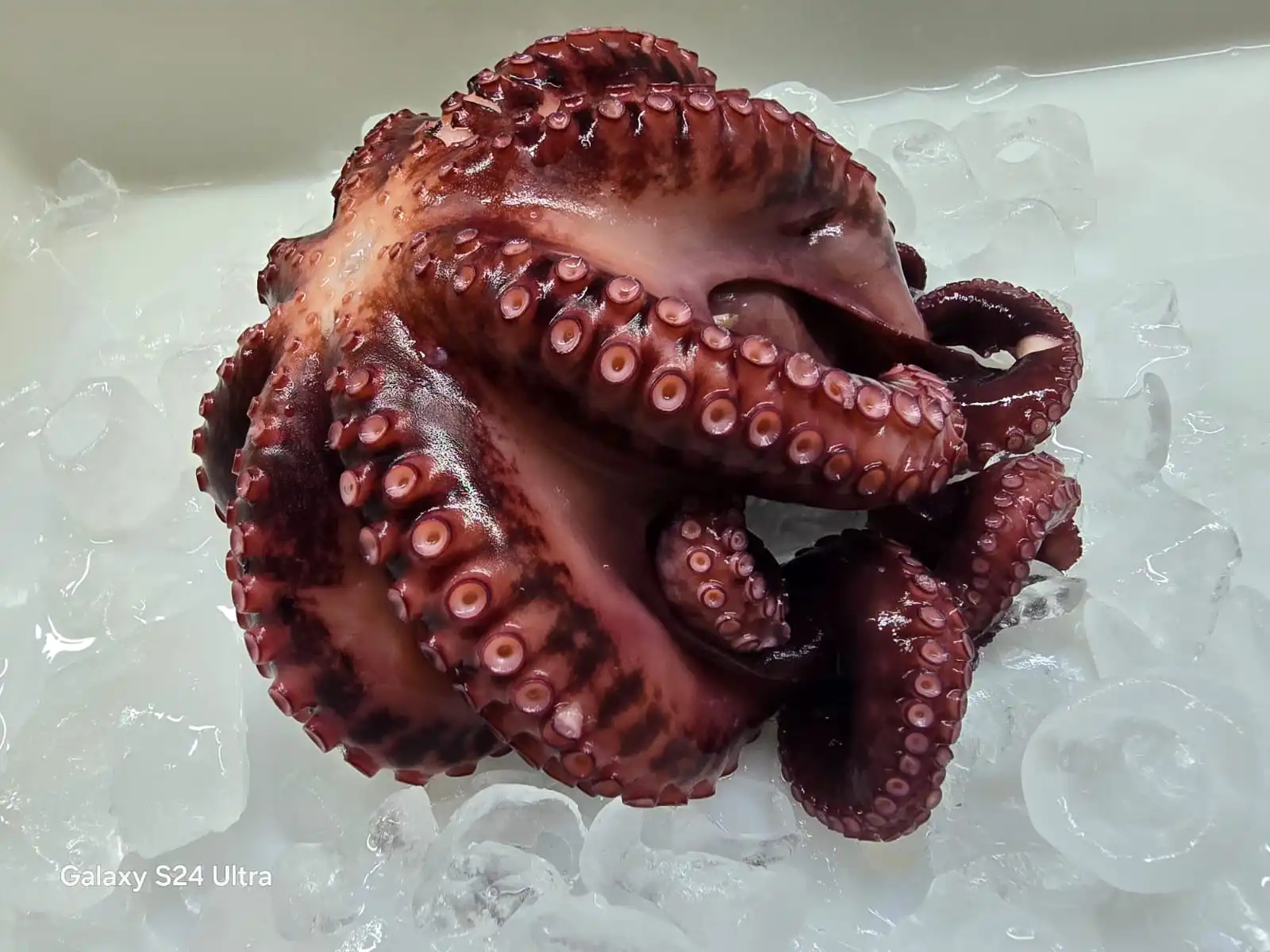 PT Gurita Global Internasional Frozen Octopus Product